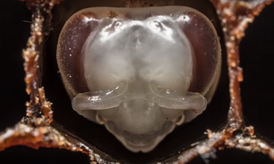 Kā rodas bite?